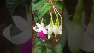 ഫൂഷിയപൂക്കൾ# fuchsia#color : a mix of pink, purple and red