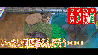 ニホンイシガメさんを屋外飼育しております　#ニホンイシガメ