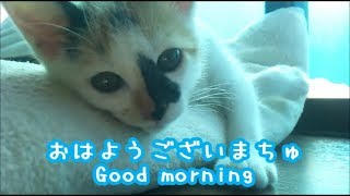 【可愛い猫】猫は2018年の、お正月ごあいさつ・・・できるのか？2108happy New Year