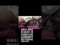 我和我的猫 萌宠出道计划 记录猫咪日常 我镜头下的小猫 无忧无虑的小猫咪