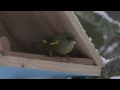 Зеленушка chloris chloris european greenfinch film studio aves