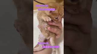 21日目　2024/5/20　子ネコの社会化期【クレヨン・ナーシングライセンススクール】＃子ネコ #猫好きさんと繋がりたい＃子ネコのいる生活 #子猫＃cat＃kitten