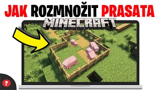 Jak rozmnožit prasata v Minecraftu | Návod | Minecraft