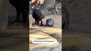 มีเด็กร้องขอกินนมแม่🐽🍼😂 #ad #hippo #animals #funny #shortvideo