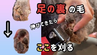 【セルフトリミング】犬の足裏バリカンのやり方を動物病院勤務のトリマーが教えます【関西弁でしゃべる犬】おしゃべりペット