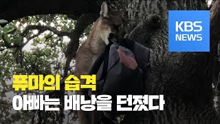 [클릭@지구촌] 퓨마에게 습격당한 아들을 배낭으로 구해 낸 아빠 / KBS뉴스(News)