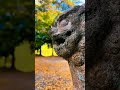 愛媛の紅葉…穴場スポット🍁　 田中山大元神社 shorts