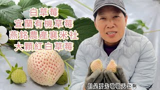 2025年天公生日大顆白草莓紅草莓、歷經2024年的康納颱風白草莓雪兔終於在農曆過年後開始成熟，先流口水吧 預約採草莓專線：0928-531-120 0910-057-987