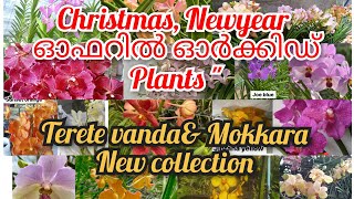 Christmas New year offer||Terete vanda \u0026 Mokkara new collections || Dendrobium seedlings combo offer