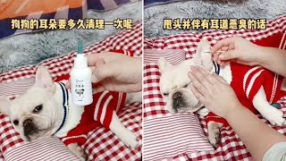 狗狗的耳朵一定要定期清理预防耳螨！#萌宠 #狗狗 #法斗