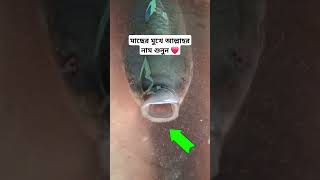 মাছের মুখে আল্লাহর নাম শুনুন #allah #shorts #youtubeshorts