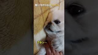 触ってをやらないもんちゃん#ペキニーズ #dog #short