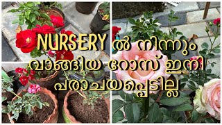 Nursery Rose ഇങ്ങനെ ആണോ നിങ്ങൾ നടുന്നത്‌