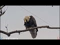 uss bald eagle cam 3 on 2 18 25 @ 12 42 40 irvin casts a pellet slo mo