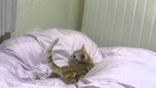 マンチカン猫さん布団の上でねずみを追いかける Munchkin Cat jumps on bed