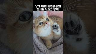 냥이 애교의 끝판왕 등장! 집사는 무조건 항복!