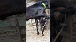 Goat Beautiful Moments Time Of Village Farm2024 | Part/ 173