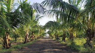 3 Years old Desi Coconut plantation