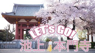 池上本門寺 桜 春 Spring in Tokyo Japan 2022 Cherry Blossom : Let's GO! Ikegami Honmonji Sakura