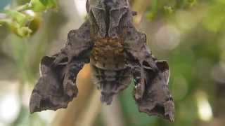 雑草にとまるホシヒメホウジャク Neogurelca himachala sangaica