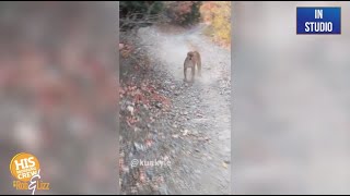 This hiker was stalked by a mama mountain lion for 6 minutes!