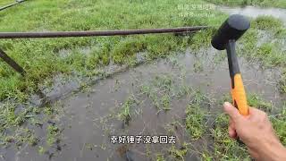 雨天到处是鱼， #抓鱼 #鲶鱼 #逮鱼摸虾 #鱼 ##户外