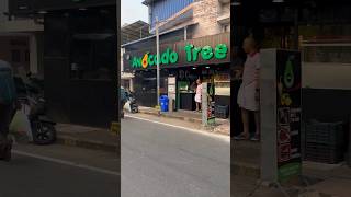 ഒരു avocado ഷേക്ക് ആയാലോ ? |Avocado tree | Kaloor Desabhimani road|