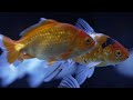 history of goldfish sumida aquarium tokyo travel 【金魚の歴史】すみだ水族館（東京旅行）