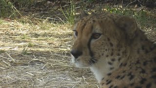 ただ歩いているだけでかっこいい♡チーター　よこはま動物園ズーラシア／神奈川新聞（カナロコ）