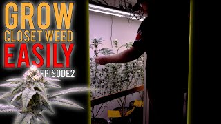 GROWING WEED EASILY IN MY CLOSET (PHOTOPERIODS) START TO FINISH ORGANIC GROW GUIDE | EPISODE2