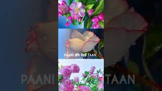 Tenu Har Gal Dassange | Kanda Kacheya Ne Song | Singer – Jyotica Tangri Feat.Tarnvir Jagpal .......❣