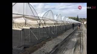 Video reportage del TGNorba24 sulla coltivazione di Fragole in Fuori Suolo a Policoro in Basilicata