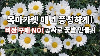 목마가렛, 샤스타데이지, 구절초, 계란꽃의 특징과 구별 방법을 쉽게 설명해드립니다. 또한, 누구나 따라할 수 있는 목마가렛 삽목 방법을 이 영상 하나로 마스터해보세요.