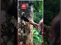 😱 এই আগার গাছ থেকে দামী পারফিউম তৈরি হয় agar wood tree in bangla youtubeshorts banglafacts