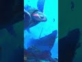 مخلوقات مخيفة [رعب لبحار]             #edit #شورت #scp #alien #shorts #seamonster #megalodon