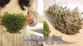 [도시농부 꽃님이 #84] 새싹키우기 이보다 쉬울 수 없다