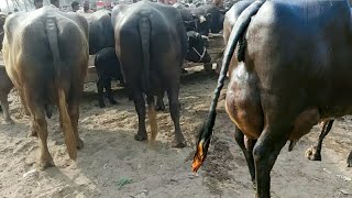 Top Class Most Beautiful Nili Ravi And Bhuri Buffalos In Janwar Mandi Doli Shaeed Jhang