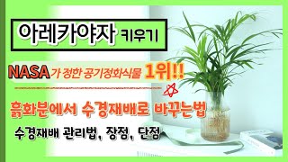 아레카야자 키우기 나사 NASA 가 정한 공기정화식물 1위 수경재배 바꾸는방법 관리법 장점 단점  yellow palm