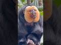 White-faced Saki | Singapore Zoo #Singapore