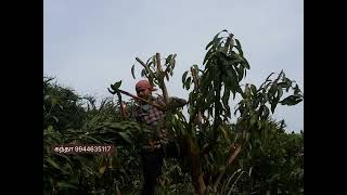 மா மரம்  கவாத்து  ( Mango tree pruning ) ,