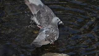 野鳥の水浴び　カワラバトrock doveドバト（河原鳩、学名: Columba livia）ハト目ハト科　【野鳥図鑑】　DSCN6331