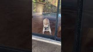 French Bulldog Throws A Tantrum When I Don’t Let Her Outside. #shorts #dog