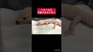 ぺろぺろが可愛すぎるヤモリ🦎