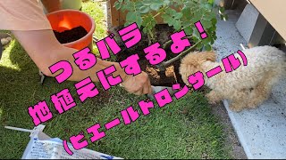 つるバラ地植えにするよ！(ピエールドロンサール)