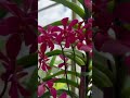 Epidendrum Orchid