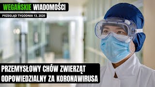 Chów przemysłowy zwierząt odpowiedzialny za koronawirusa - Wegańskie wiadomości, tydzień 13, 2020