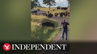 Bison pulls off woman's jeans in attack at US state park caught on video