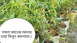 সুপার ভাগোয়া আনার চারা সীমিত দামে নিতে যোগাযোগ করুন 01708433263 Whatsapp,imo