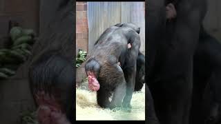 Bald Chimpanzee Alice and Her Adorable Baby! Tribute To Baby