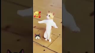 😻😽😽patali kamariya boli hi hi hi funny video ayaan Kitty channel😻😻😽